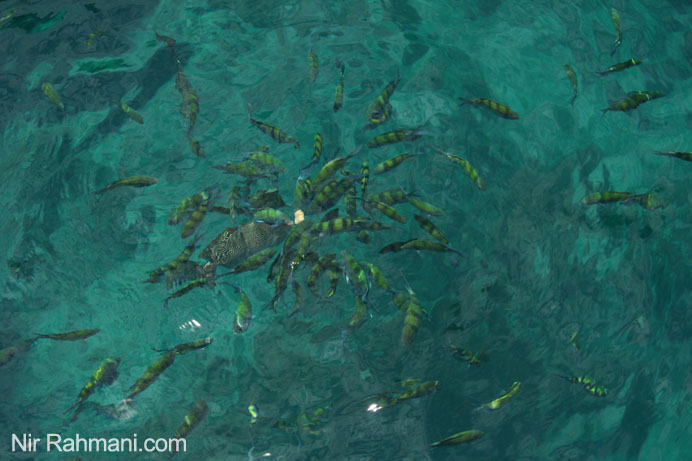 feeding fish in Koh PhiPhi