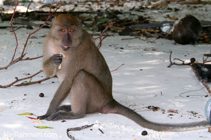 קוף טיפוסי באי הקופים, קופיפי