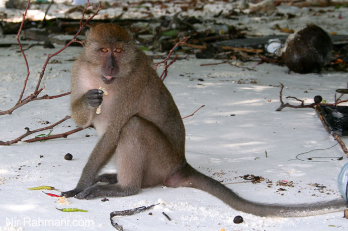Monkey Beach, Koh PhiPhi
