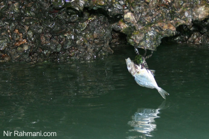 crab catching a fish