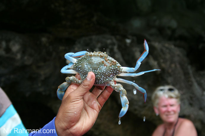 crab