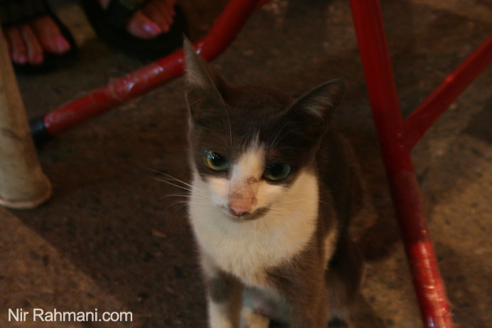 cat