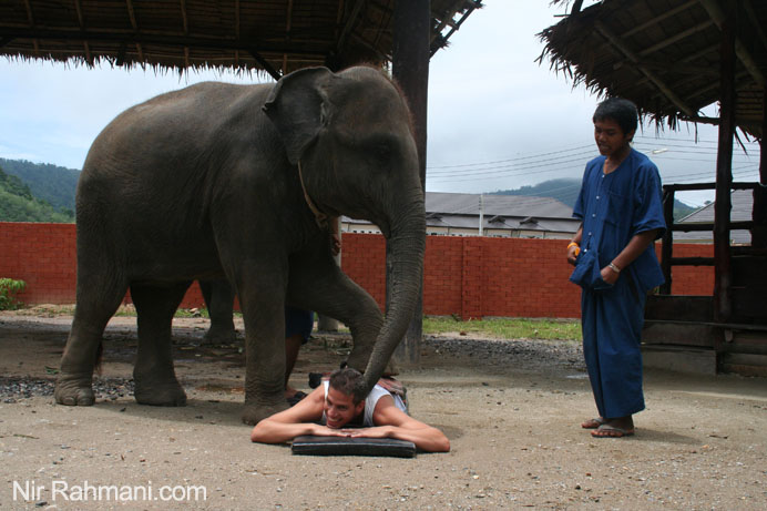 Elephant massage in Phuket