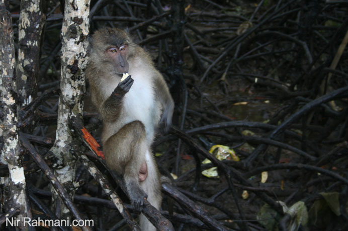 Wild monkeys in Phuket