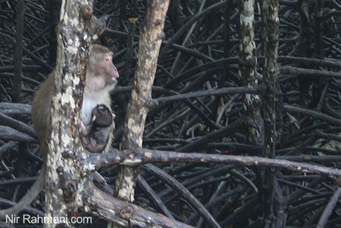 Wild monkeys in Phuket